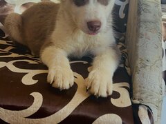 Husky siberian fetita