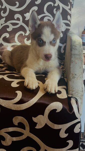 Husky siberian fetita.