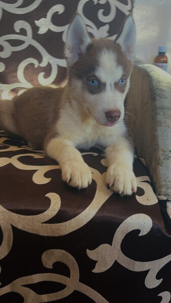 Husky siberian fetita.