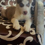Husky siberian fetita