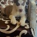 Husky siberian fetita.